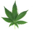 marijuana-leaf-sized